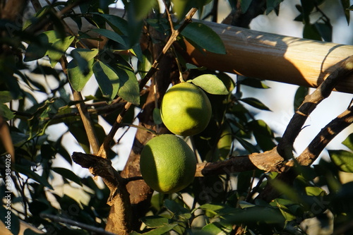 Costa Rica Lanscape & Close-Up