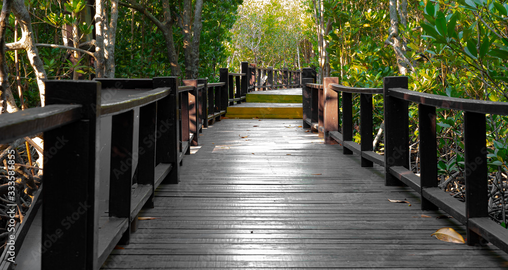 Obraz premium Pranburi Forest Park in Hua hin mysterious mangroves