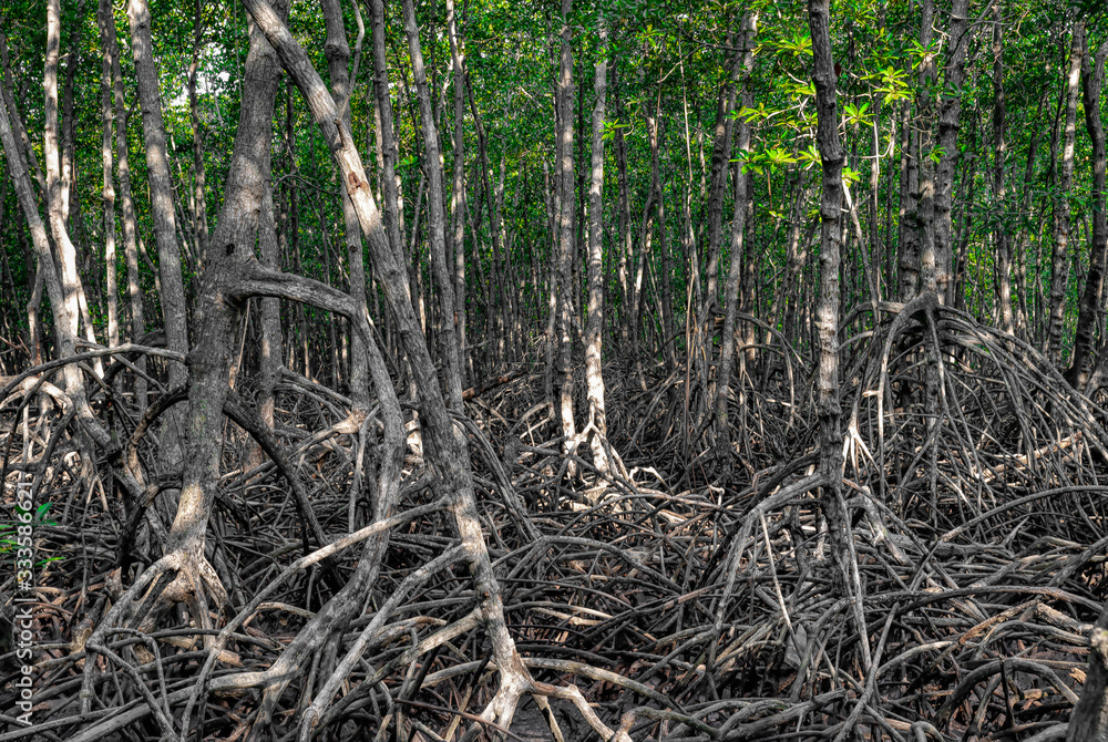 Pranburi Forest Park in Hua hin mysterious mangroves Pranburi Forest Park in Hua hin mysterious mangroves