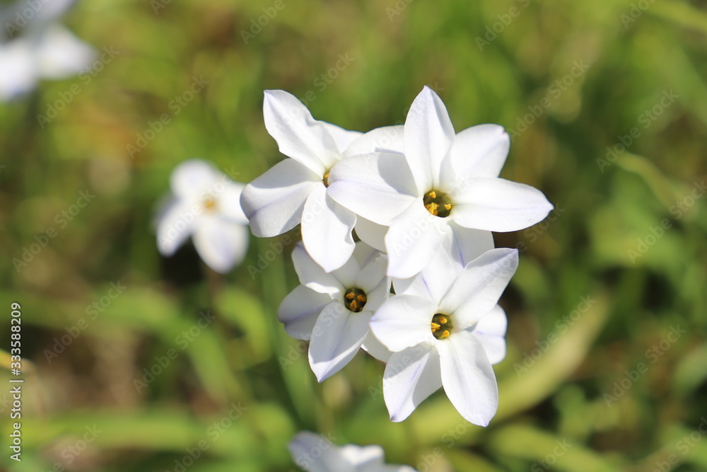 Obraz premium ハナニラの白い花