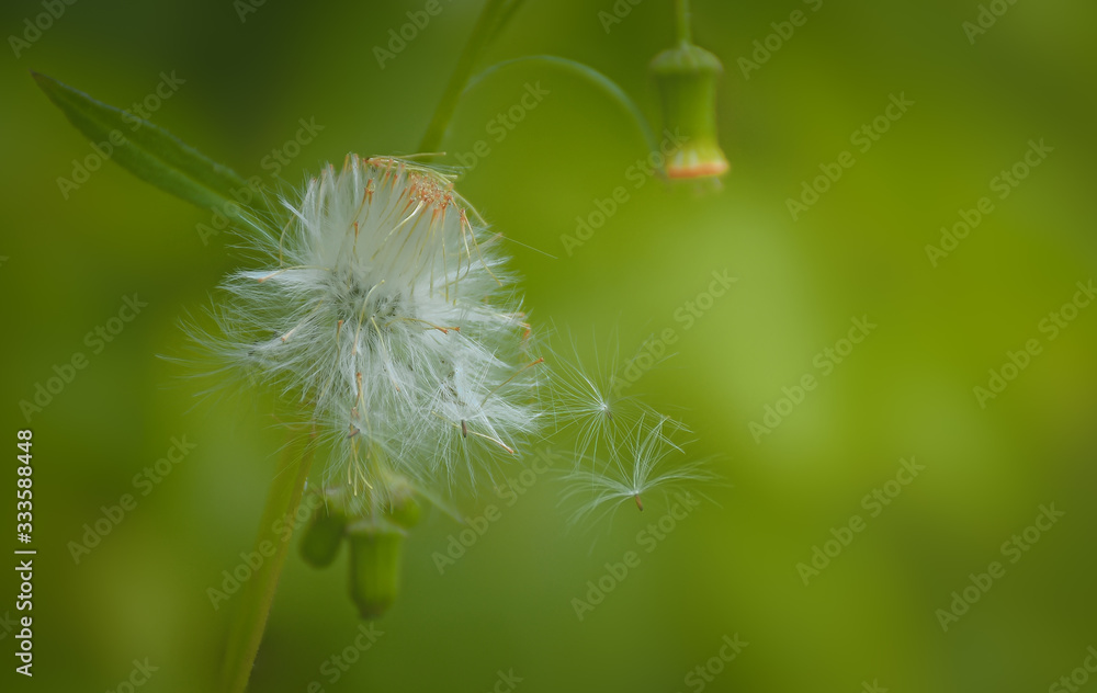 Fototapeta premium dandelion on green background