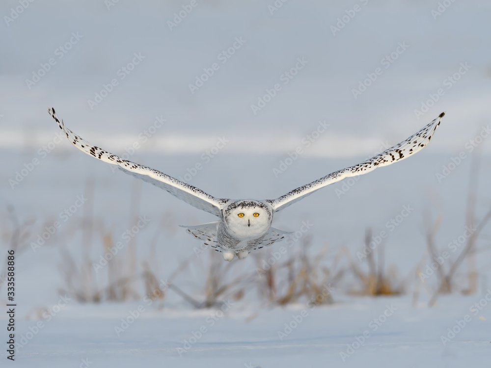 Female Snowy Owl Taking Off From Snow Field in Winter Female Snowy Owl Taking Off From Snow Field in Winter