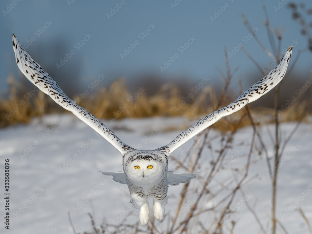 Female Snowy Owl Taking Off From Snow Field in Winter Female Snowy Owl Taking Off From Snow Field in Winter