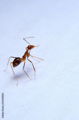 Ant activity. Oecophylla smaragdina is a colony of ants. ants  are large and red in color 