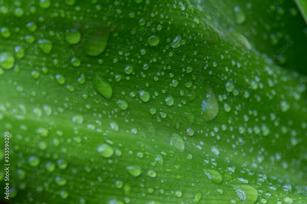 raindrops on a green leaf - closeup raindrops on a green leaf - closeup