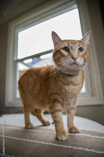 Cute orange cat