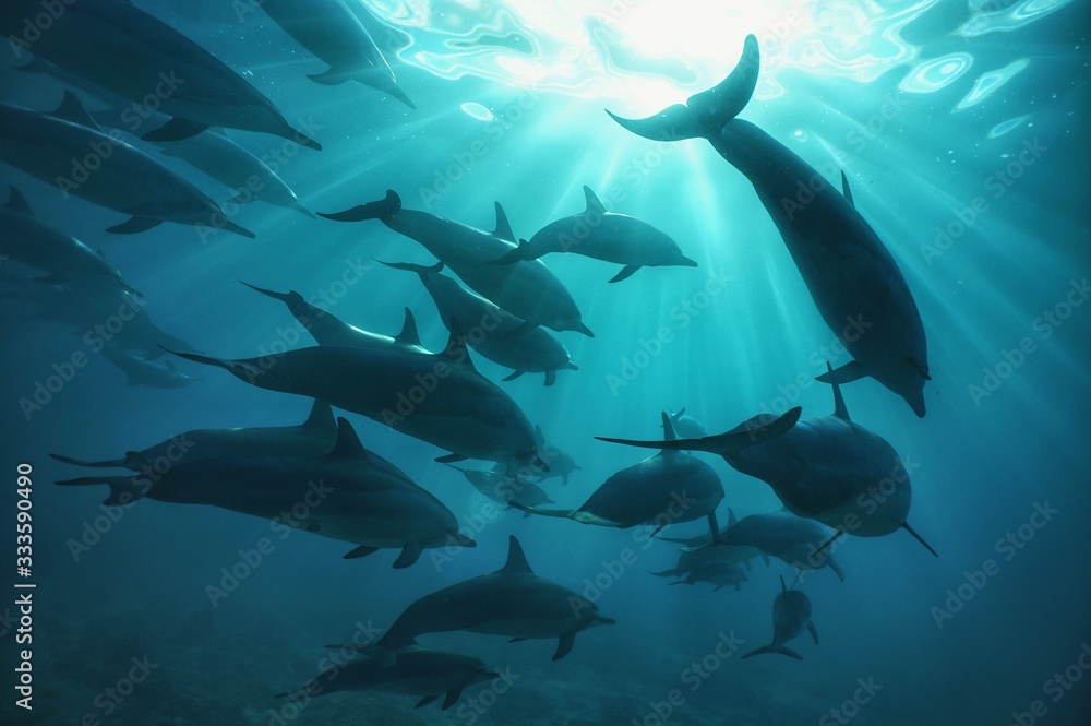 A Pod of Wild Spinner Dolphins Swim by in Hawaii