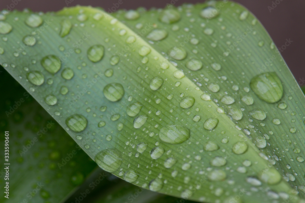 raindrops on a green leaf - macro raindrops on a green leaf - macro