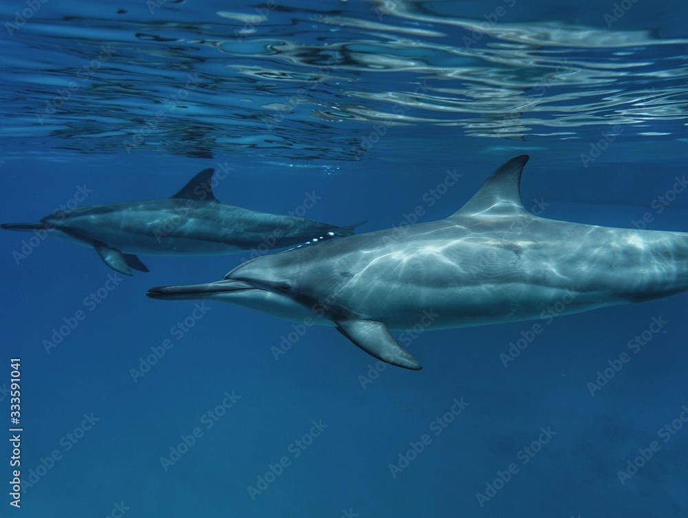 Naklejka premium Hawaiian Spinner Dolphin Swims by in Open Water 