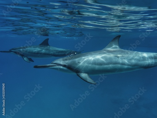 Hawaiian Spinner Dolphin Swims by in Open Water  © EMMEFFCEE 