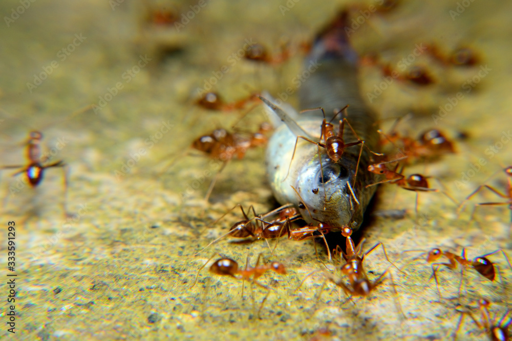 Ant Activity bit a fish, Oecophylla smaragdina is a colony of ants