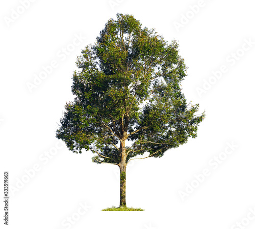 Isolated Tree on white background for use visualization in architectural design