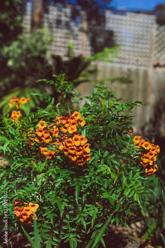 tacoma plant with plenty of orange flowers
