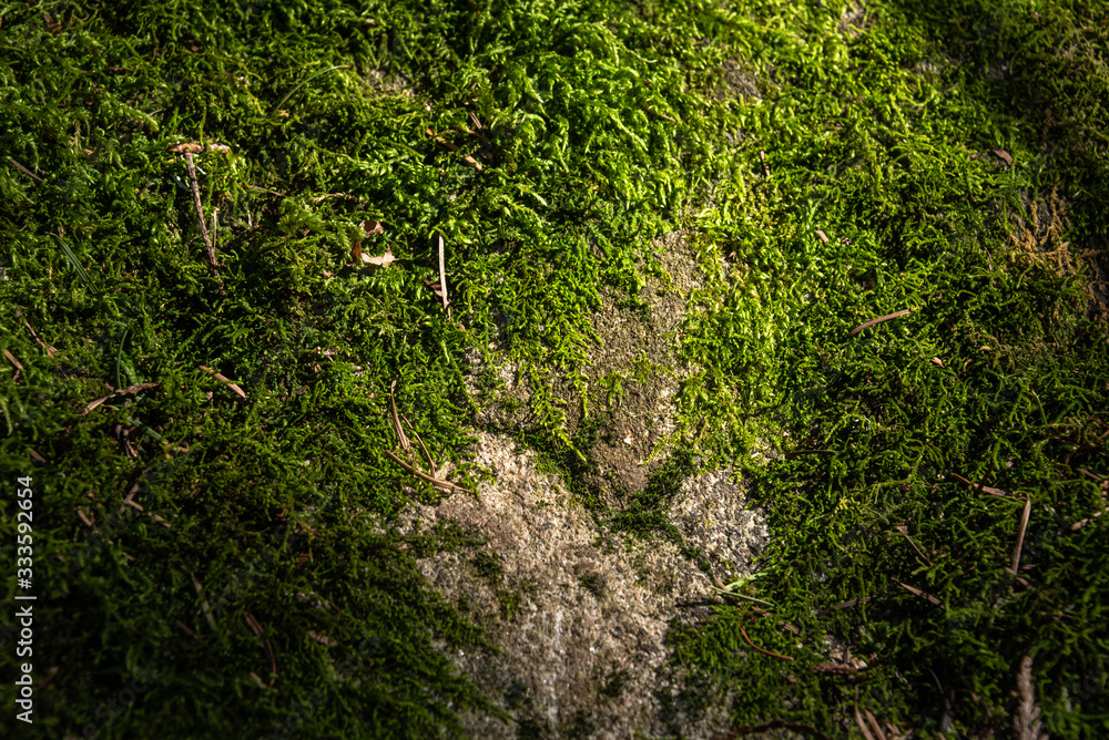 Green moss on a rock, highlighted by a sunbeam, as a nature background