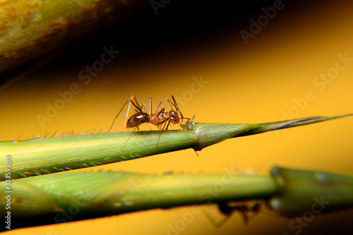 Wallpaper Mural Ant Activity, Oecophylla smaragdina is a colony of ants. ants are large and red in color Torontodigital.ca