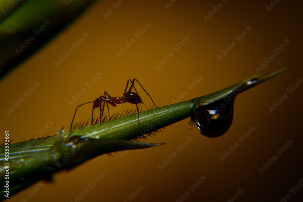 custom made wallpaper toronto digitalAnt Activity, Oecophylla smaragdina is a colony of ants. ants are large and red in color