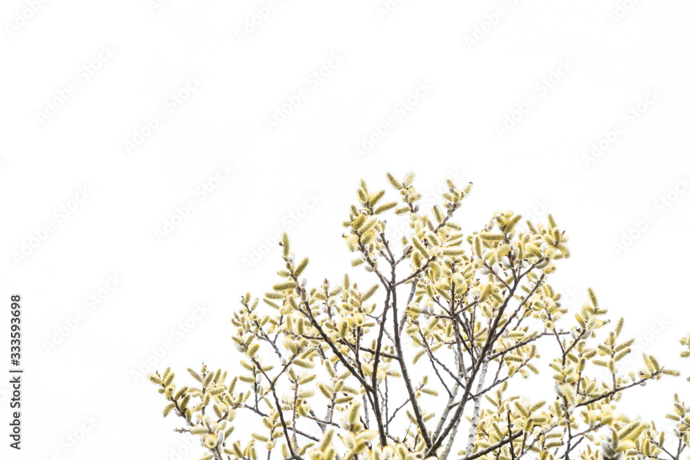 treetop with branches filled with tony yellow flowers under bright white background treetop with branches filled with tony yellow flowers under bright white background