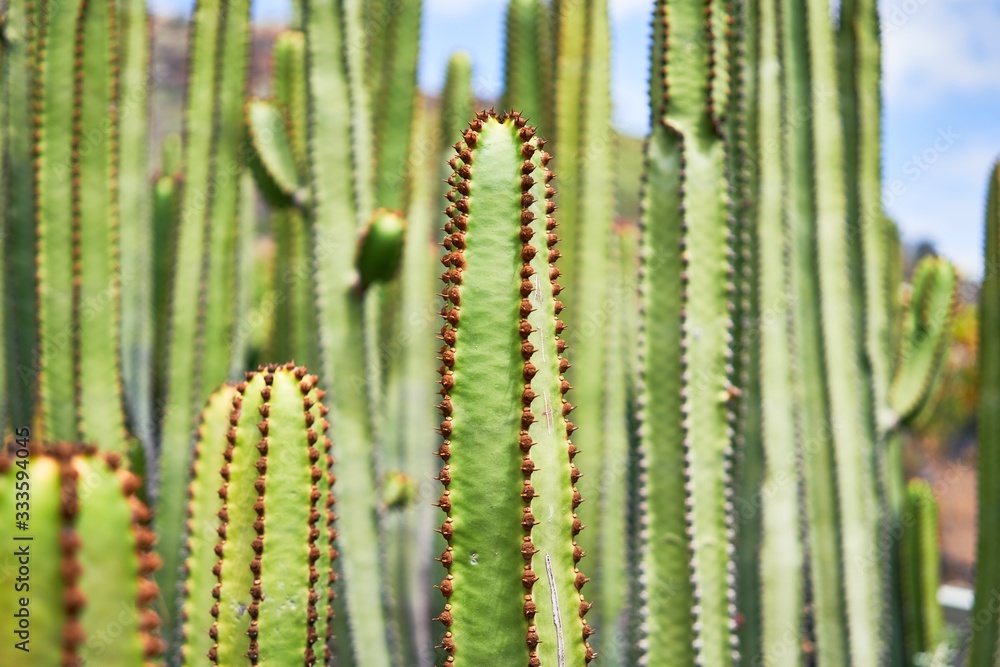 Close up of succulent green cactus at botanical garden Close up of succulent green cactus at botanical garden