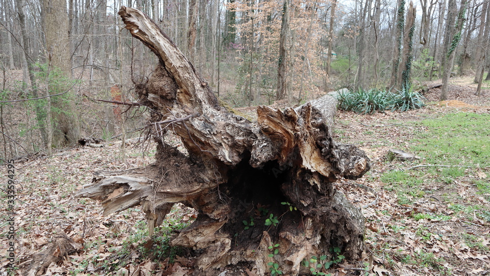 Obraz premium Old tree on the ground