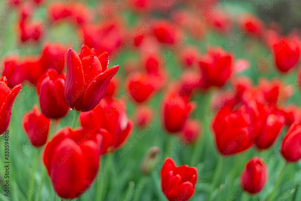 Obraz premium Red Tulips