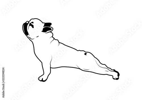 Cute French Bulldog Yoga Exercise in Black & White