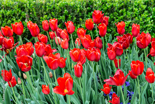 Super Red Tulips