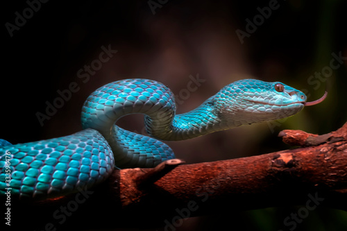 The Close Up Look of Venomous Viper Snake - Animal Reptile Photo Series