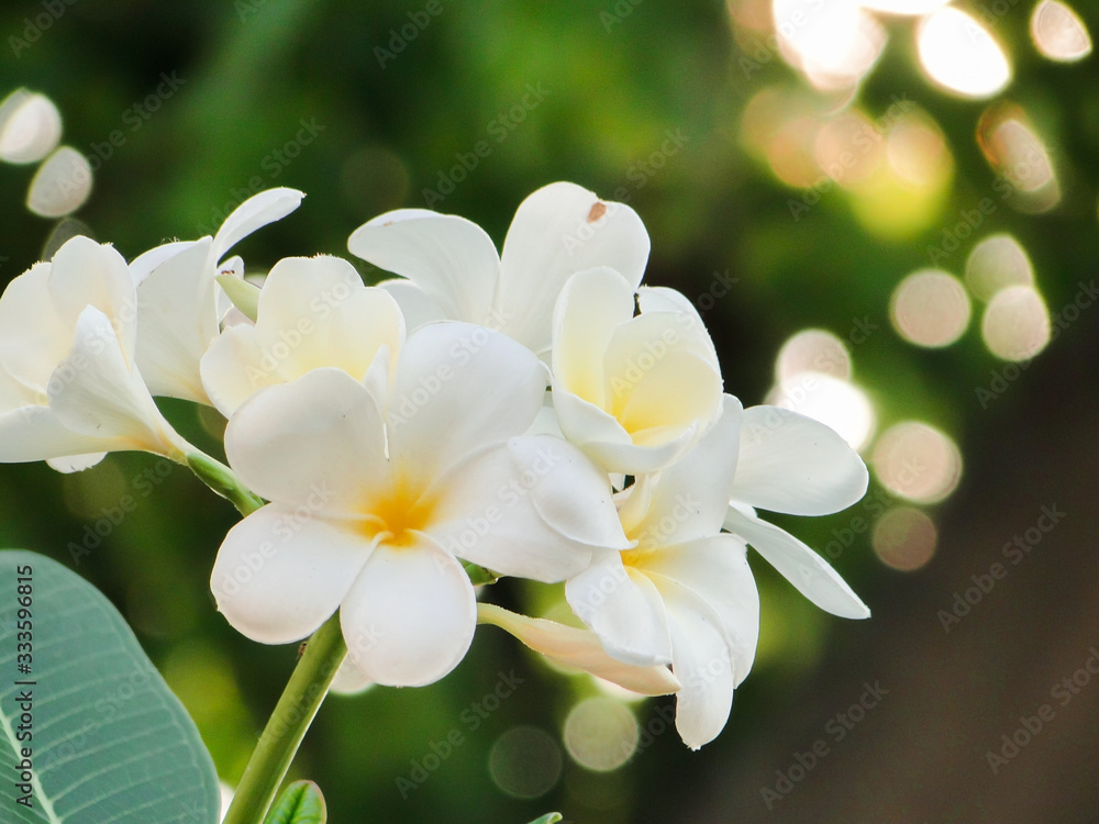 Obraz premium plumeria flowers on a dark green leaf background