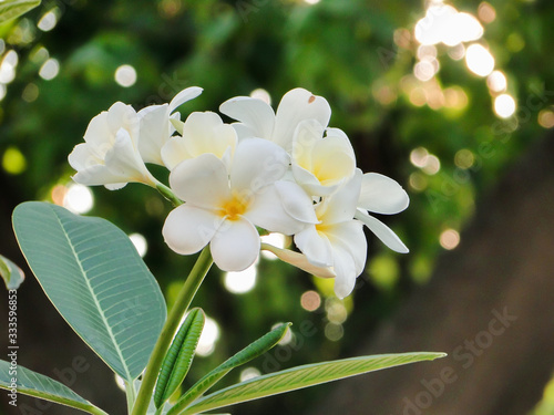 plumeria flowers on a dark green leaf background