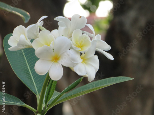 plumeria flowers on a dark green leaf background
