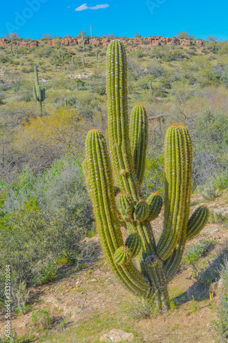 Cardon Grande (Echinopsis Terscheckii) cactus native to Argentina at Boyce Thompson Arboretum. Superior, Penal County, Arizona USA photo