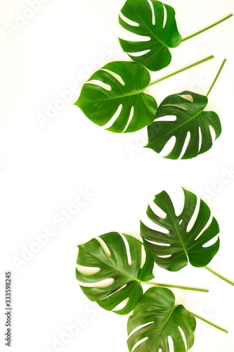 green monstera leaves pattern frame isolated on a white background. top view.copy space.