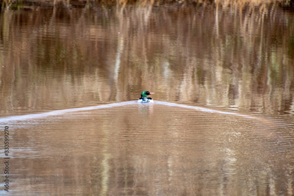 A picture of a male common merganser swimming in the lake. Vancouver BC Canada A picture of a male common merganser swimming in the lake. Vancouver BC Canada