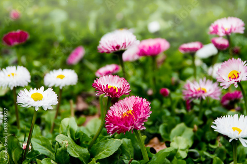 Fototapeta Naklejka Na Ścianę i Meble -  Beautiful pink and white English daisy (bellis perennis) blooming in the lawn during spring; close-up of cheery patch of daisies 