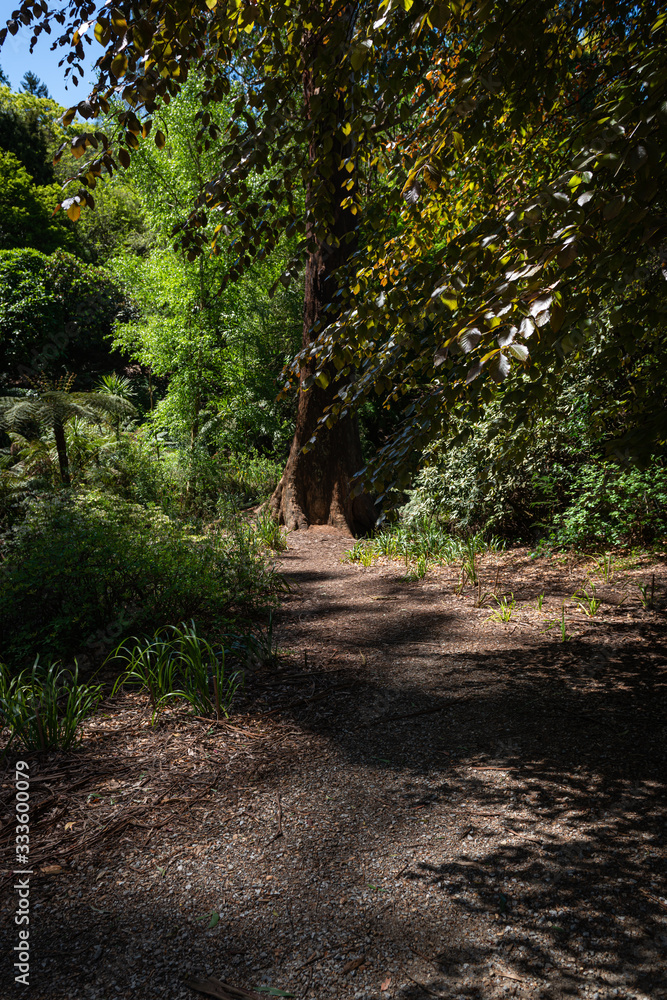 path in the forest