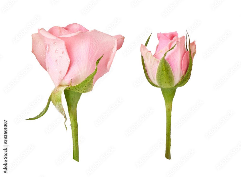Fototapeta premium Two beautiful rose flowers isolated on white background. Pink rosebud on a green stem. Studio shot.