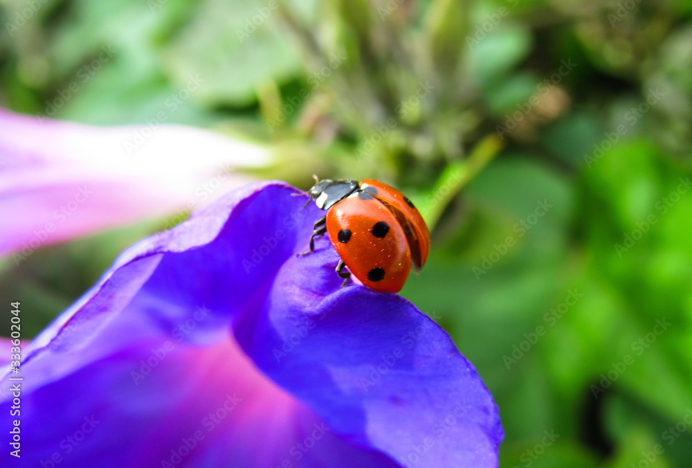 Obraz premium ladybug on flower
