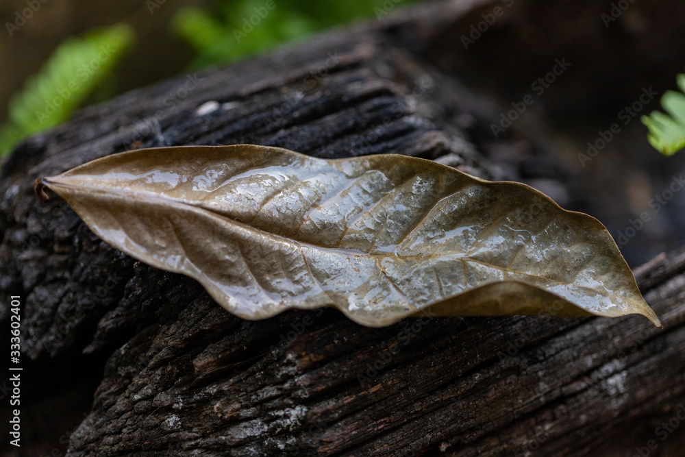 A dry brown leaf is on a burned stump A dry brown leaf is on a burned stump