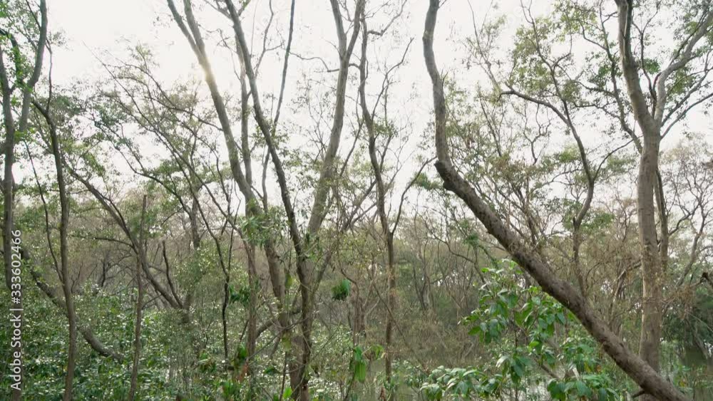 Views in the mangrove forest. Mangrove forest conservation area in Thailand. Views in the mangrove forest. Mangrove forest conservation area in Thailand.