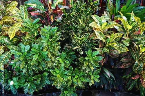 Exotic tropical houseplants growing outdoors in Bali Indonesia