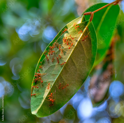 Family of ants on a green leaf of a mango tree
