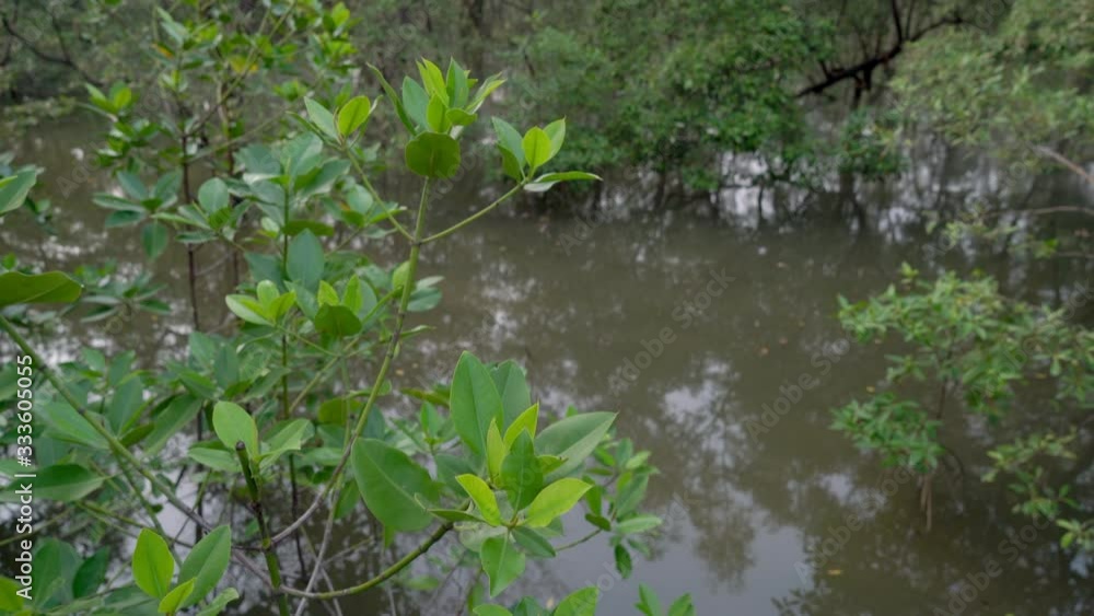 Views in the mangrove forest. Mangrove forest conservation area in Thailand. Views in the mangrove forest. Mangrove forest conservation area in Thailand.