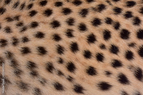 Feathers and black polka dots on Cheetah
