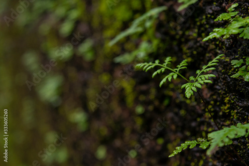 green fern background