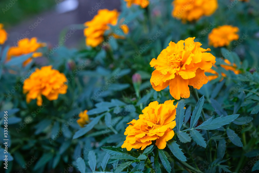 orange flowers close-up on a background of green leaves orange flowers close-up on a background of green leaves