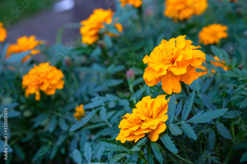 orange flowers close-up on a background of green leaves