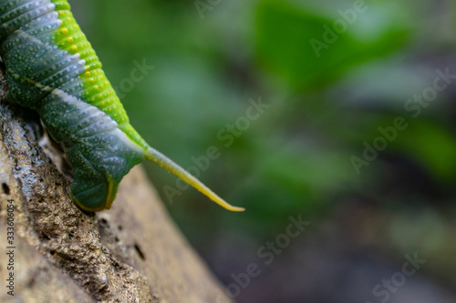 Rare green Caterpillar Asia photo