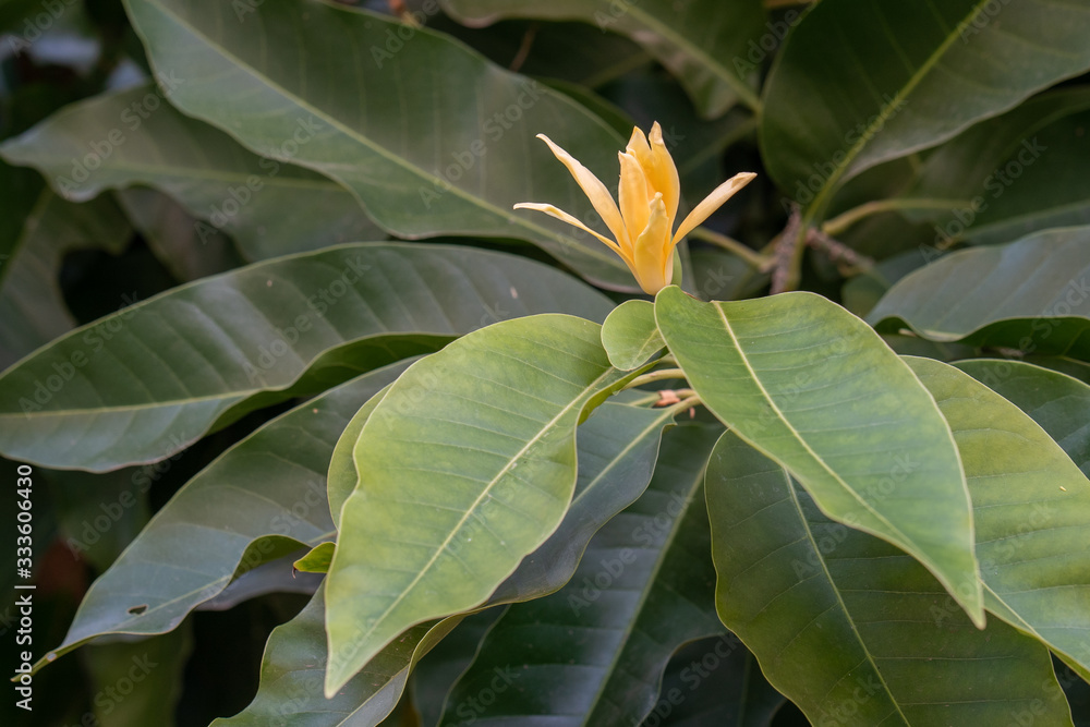 Blossom Magnolia champaca flower at the tree. Blossom Magnolia champaca flower at the tree.