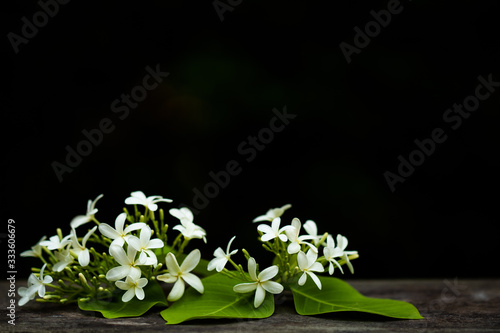 Holarrhena pubescens, useful Tropical Plants against black background. photo