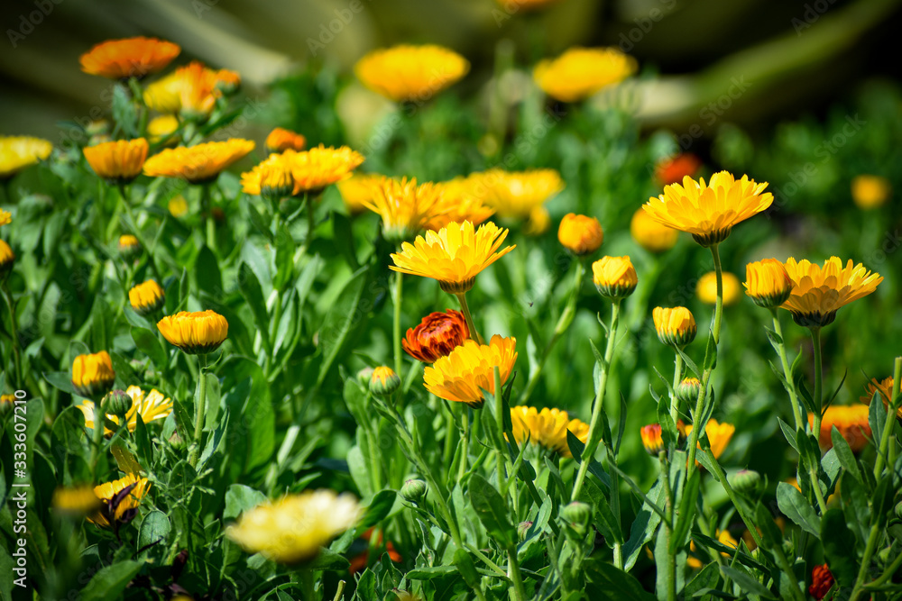 selective focused view of flowers in a garden selective focused view of flowers in a garden